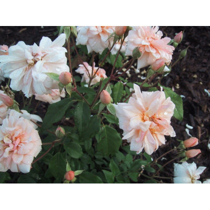 Perle d'Or