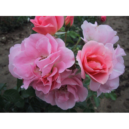 Pink Robusta®