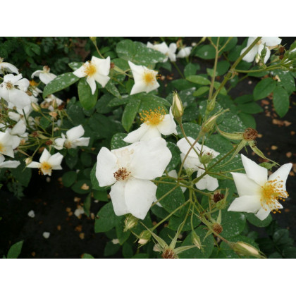 Rosa Moschata Autumnalis