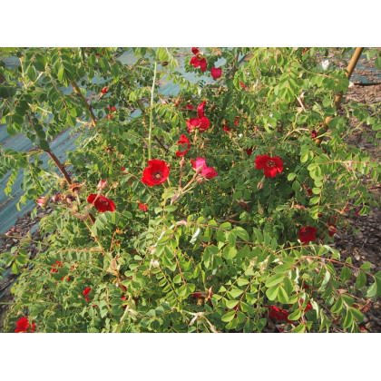 Rosa Moyesii Géranium