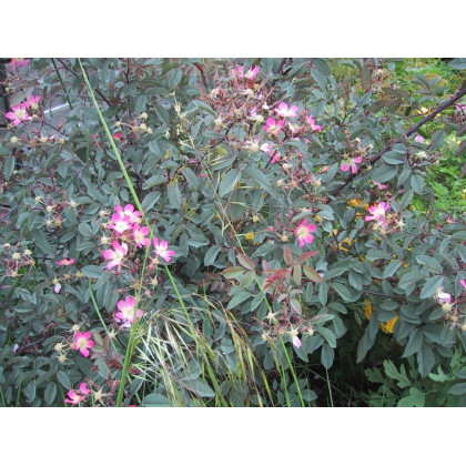 Rosa Rubrifolia