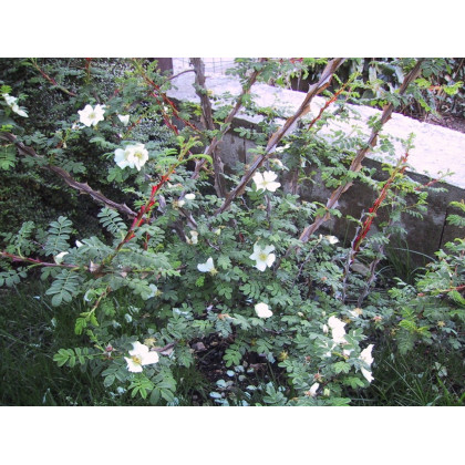 Rosa Sericea Pteracantha