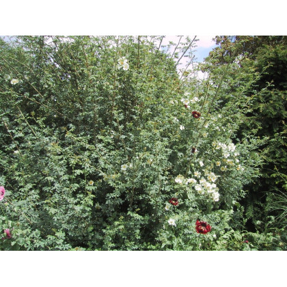 Rosa Soulieana