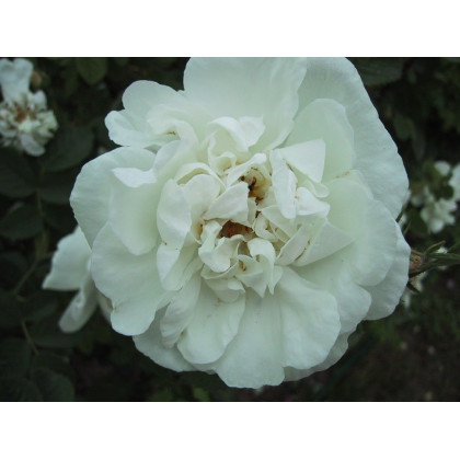 Rosa x Alba Maxima