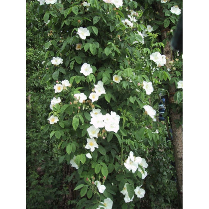 Rosa x Dupontii