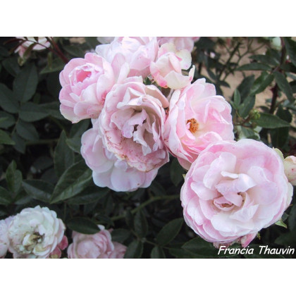Koster Rose