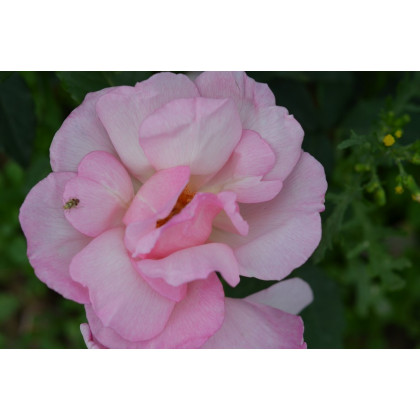 Lady Waterlow