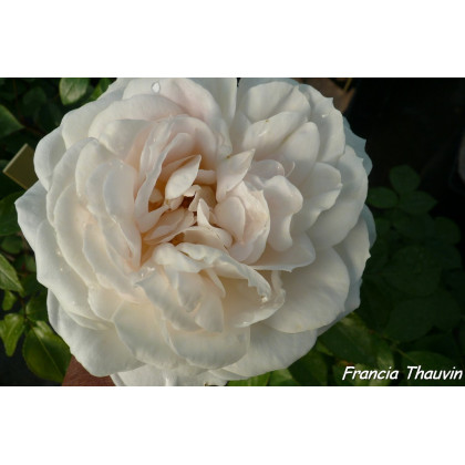 Lions Rose®