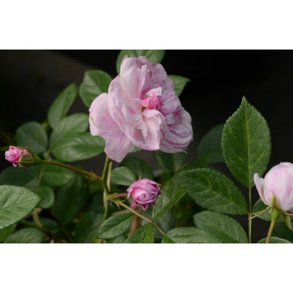 Mauve*