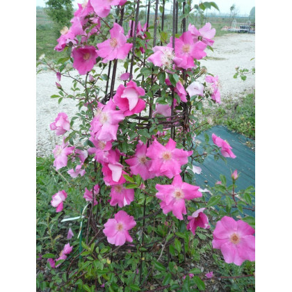 Rosa x Anémonoïdes Ramona