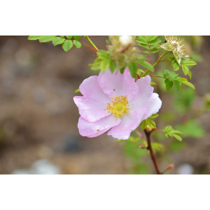 Rosa Roxburghii Normalis