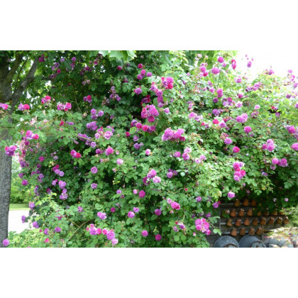 Russelliana