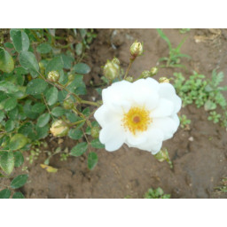 Bouquet Blanc*