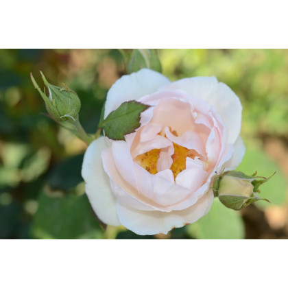 The Prioress®
