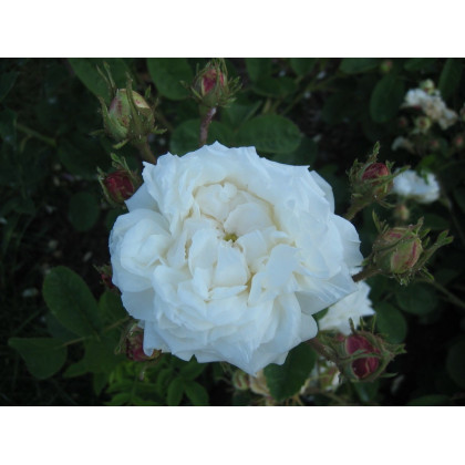 Vierge de Cléry*