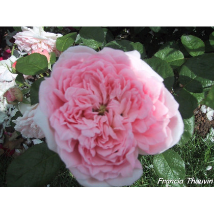 Eglantyne®