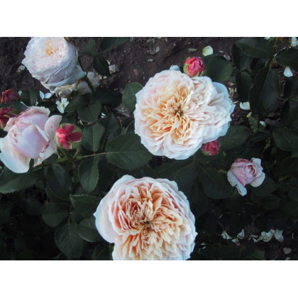 English Garden®